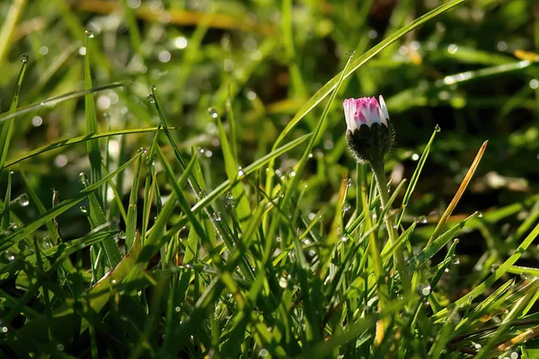 Dışarıda Yetişen Güzel Mor Çiçek — Stok fotoğraf