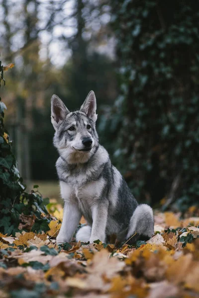 Портрет Красивой Собаки — стоковое фото