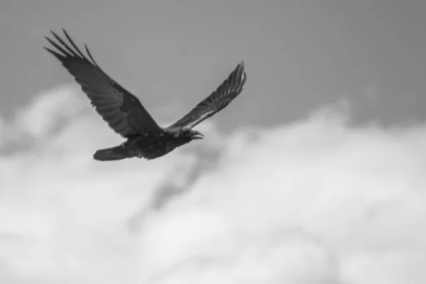 Schwarz Weiß Foto Eines Schönen Vogels — Stockfoto