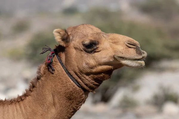 Kamel Der Wüste — Stockfoto