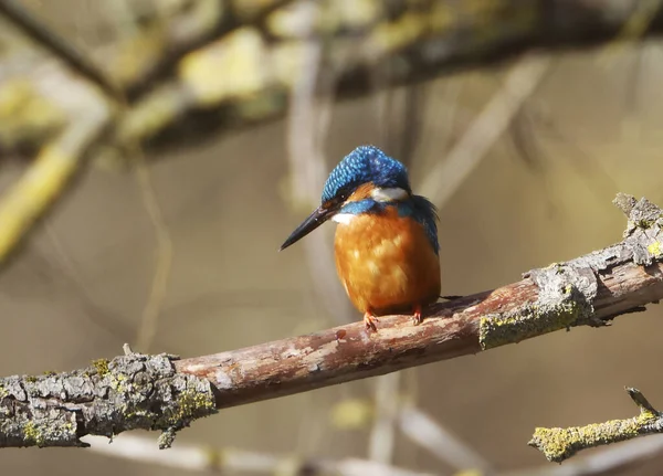 Kohlmeise Alcedo Atthis Hockt Auf Einem Ast — Stockfoto