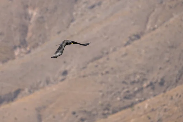 Gökyüzünde Uçan Kartal Kuşu — Stok fotoğraf