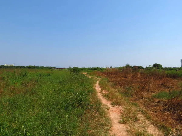 Beautiful Landscape Field Green Grass Blue Sky — Stock Photo, Image