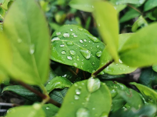Зелене Листя Краплями Роси — стокове фото