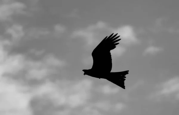 Чорно Біла Фотографія Красивого Птаха — стокове фото