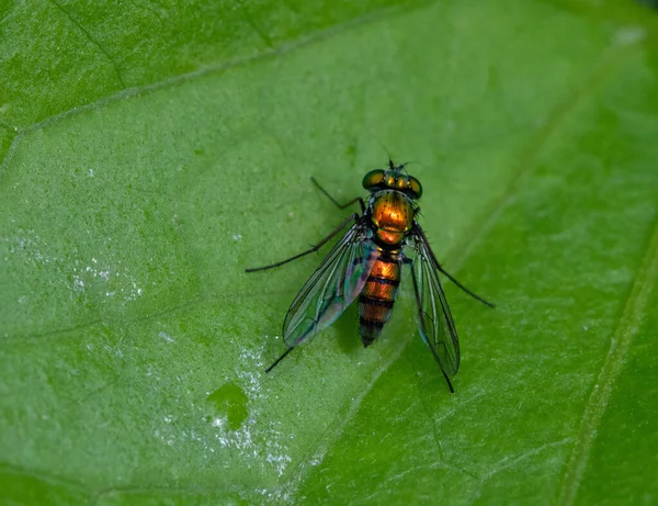 Volar Sobre Una Hoja Verde —  Fotos de Stock