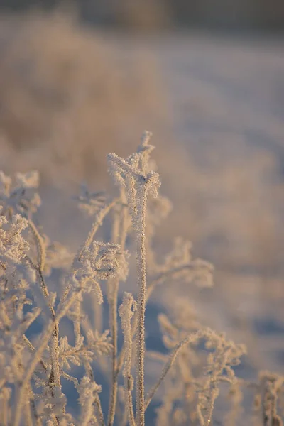 Bellissimo Paesaggio Invernale Con Neve — Foto Stock