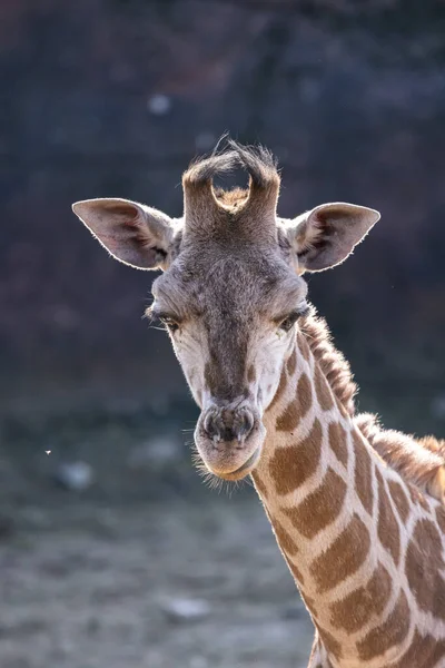 Bir Zürafa Başkanı Yakın Çekim — Stok fotoğraf