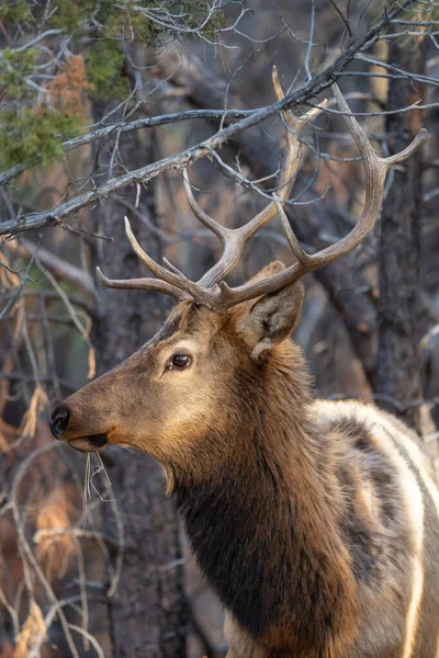 森の中の赤い鹿のクローズアップショット — ストック写真
