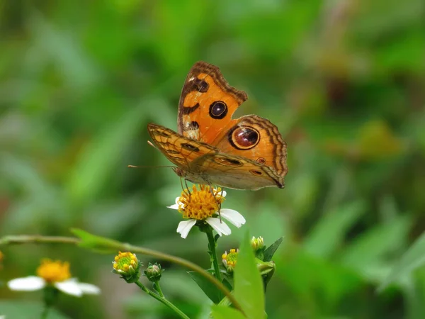 Gyönyörű Pillangó Egy Virágon — Stock Fotó