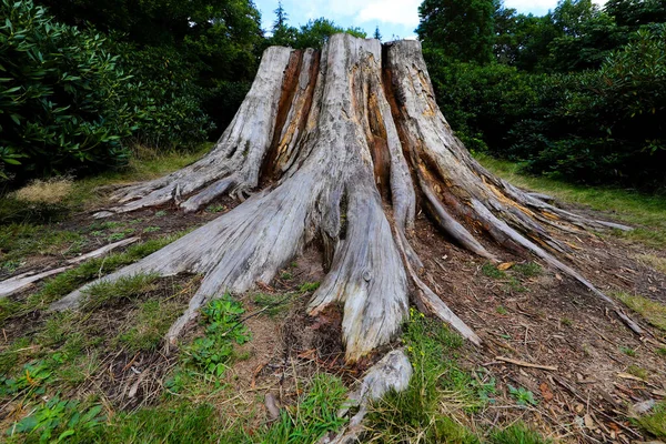 Viejo Muñón Bosque — Foto de Stock