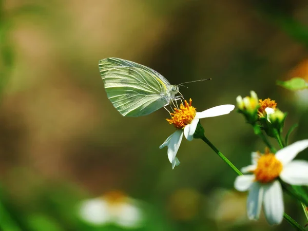 Butterfly Flower — Stock Photo, Image