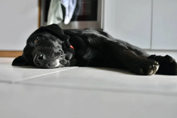 Черно Белая Собака Лежащая Диване — стоковое фото