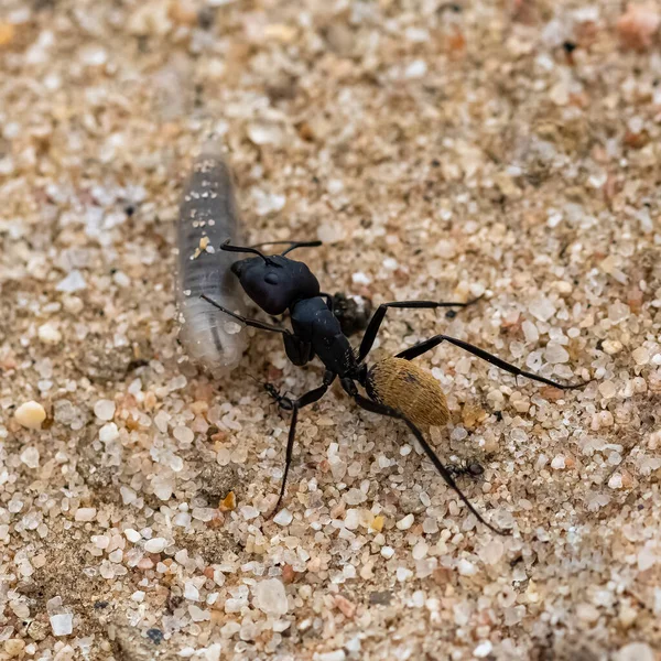 Closeup Shot Black Beetle Wooden Surface — Stock Photo, Image