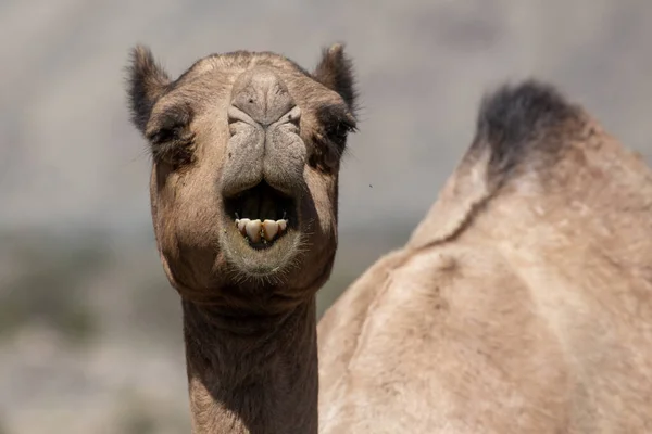 Nahaufnahme Eines Kamels Der Wüste — Stockfoto