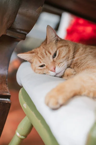 Chat Couché Sur Chaise — Photo