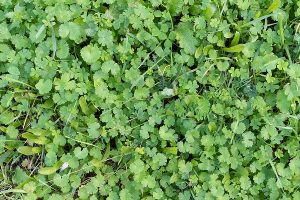 Folhas Verdes Chão — Fotografia de Stock