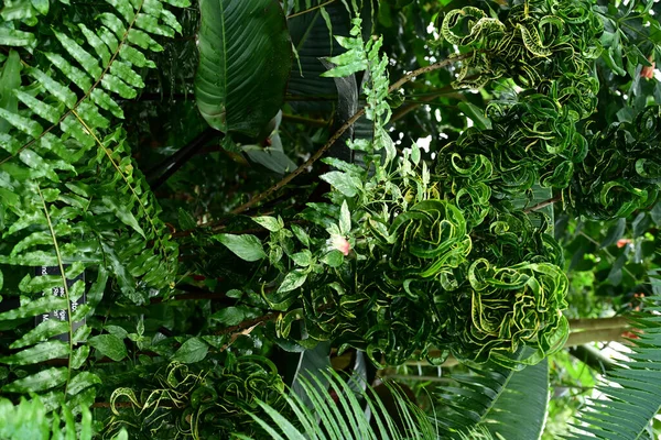 Hojas Verdes Una Planta Jardín — Foto de Stock