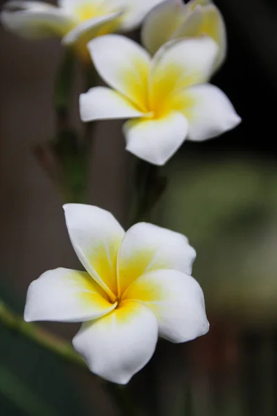 Bílá Plumeria Květina Zahradě — Stock fotografie