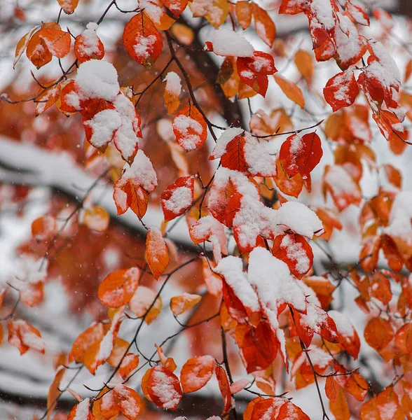 Gefrorene Rote Blätter Auf Einem Ast — Stockfoto