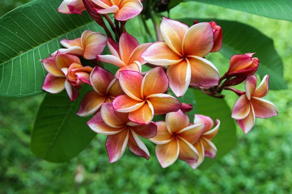 Plumerie Květiny Zahradě — Stock fotografie
