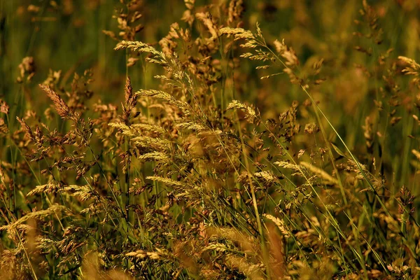 Ujęcie Bliska Zielonej Trawy Rozmytym Bokeh Żółtych Liści Rozmytym Tle — Zdjęcie stockowe
