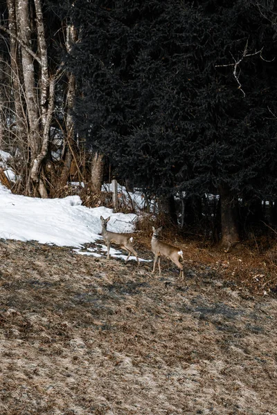 Eine Herde Hirsche Schnee — Stockfoto