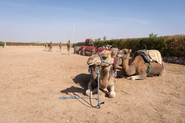 Верблюды Пустыне Путешествия — стоковое фото
