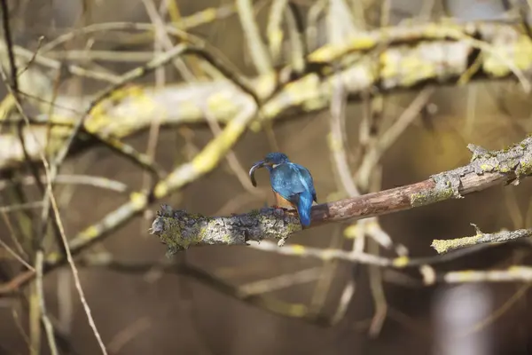 Vogel Een Tak — Stockfoto