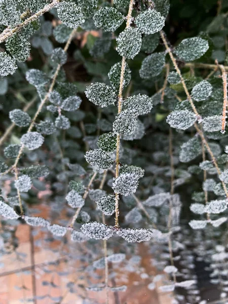 雪の中の凍った植物 — ストック写真