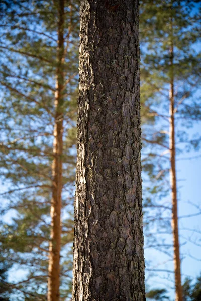 Dennenboom Het Bos — Stockfoto