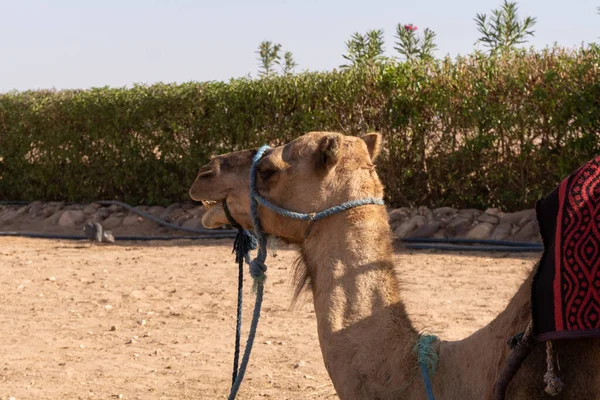 Cammello Nel Deserto — Foto Stock