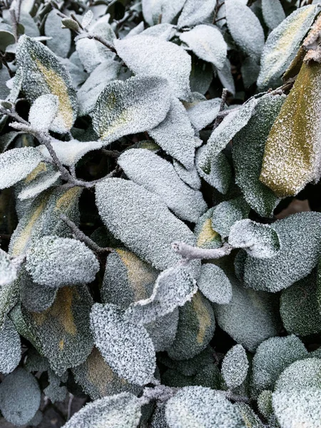 Fagyasztott Növények Hóban — Stock Fotó