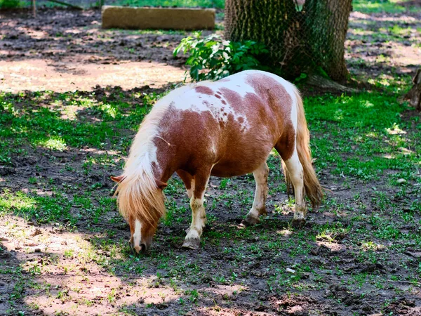 Caballo Pasto —  Fotos de Stock