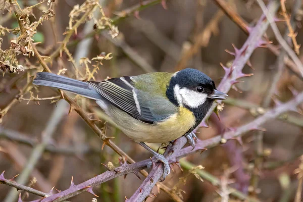 Great Tit Parus Major Sitting Branch — 图库照片
