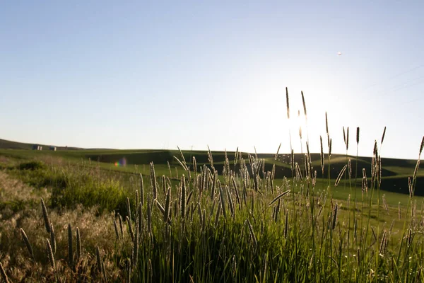 Schöne Landschaft Mit Einem Feld Aus Gras Und Blauem Himmel — Stockfoto