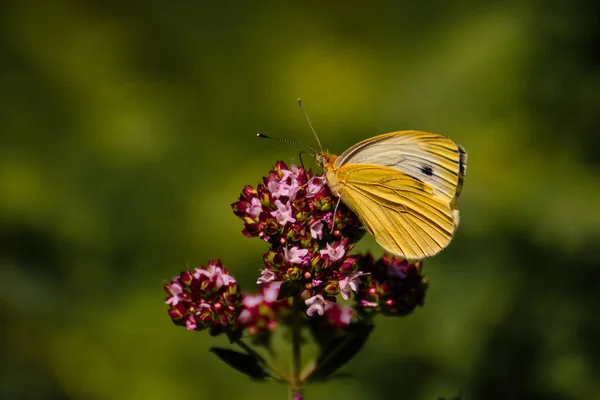 Hermosa Mariposa Una Flor —  Fotos de Stock