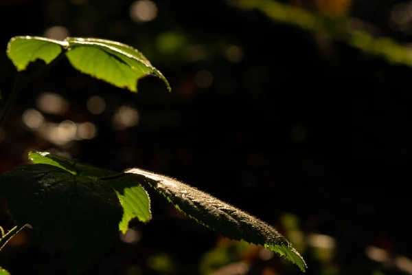 森林里的绿叶 — 图库照片