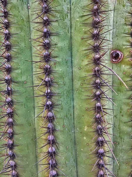 Cactus Planta Flora Fauna — Foto de Stock
