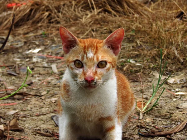 花园里的红猫 — 图库照片