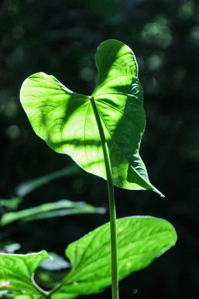 Feuilles Vertes Dans Jardin — Photo