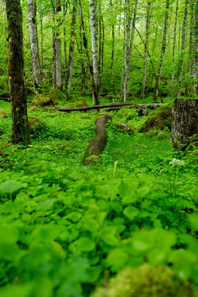Зелений Ліс Навесні — стокове фото