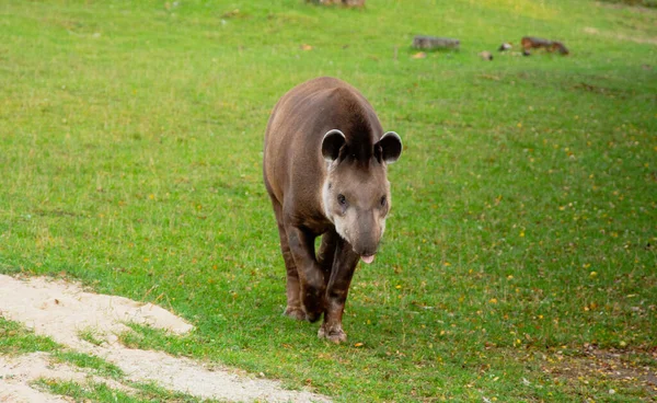 一只年轻的黑熊正在草地上吃猪 — 图库照片