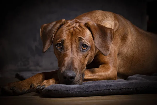 黒を背景にかわいい犬の肖像画 — ストック写真