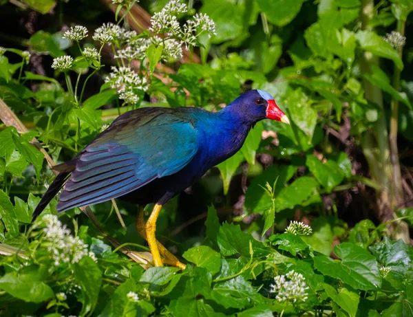 Beautiful Bird Garden — Stock Photo, Image