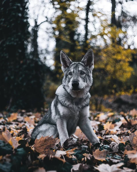 Svart Hund Skogen — Stockfoto