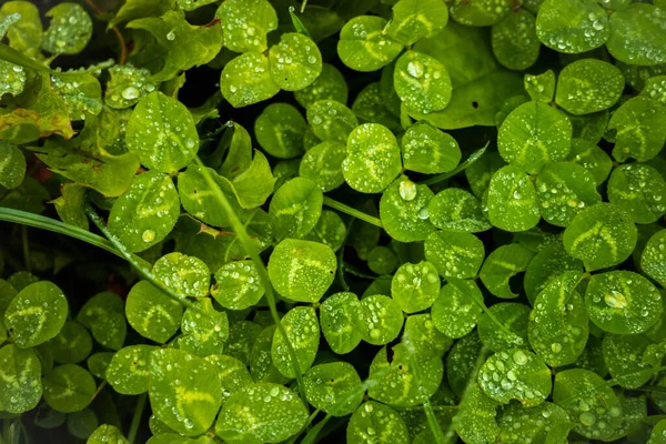 Feuilles Flore Feuillage Verts — Photo