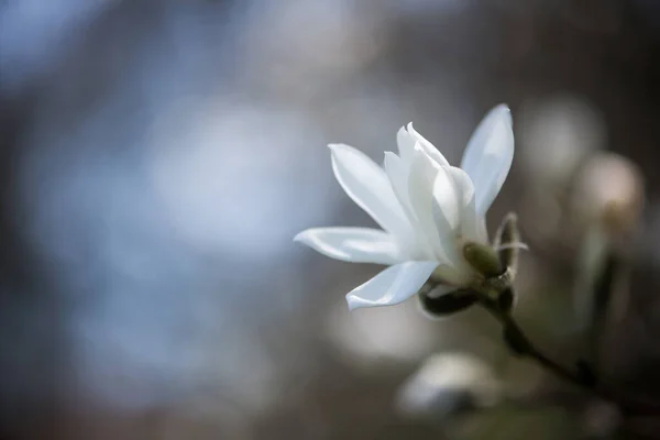 Piękny Biały Kwiat Magnolii Ogrodzie — Zdjęcie stockowe