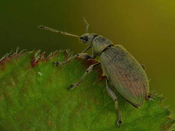 Macro Toma Hermoso Escarabajo Sentado Una Hoja Verde Sobre Una — Foto de Stock