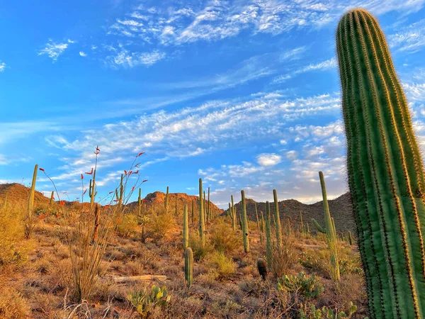 Cactus Desierto —  Fotos de Stock